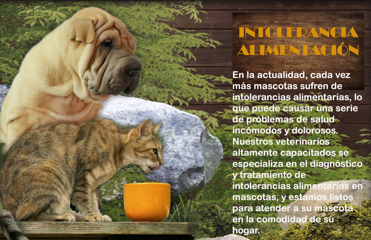 intolerancia alimentaria veterinario a domicilio Madrid