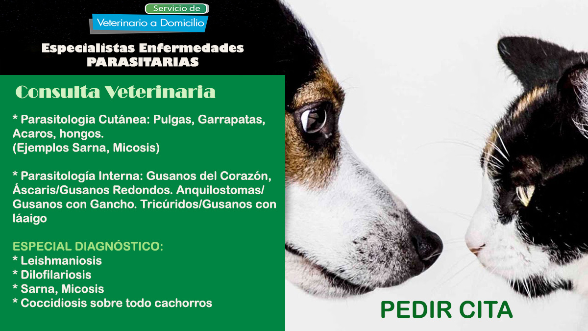 veterinario a domicilio Madrid enfermedades parasitarias diagnostico y tratamiento perros y gatos
