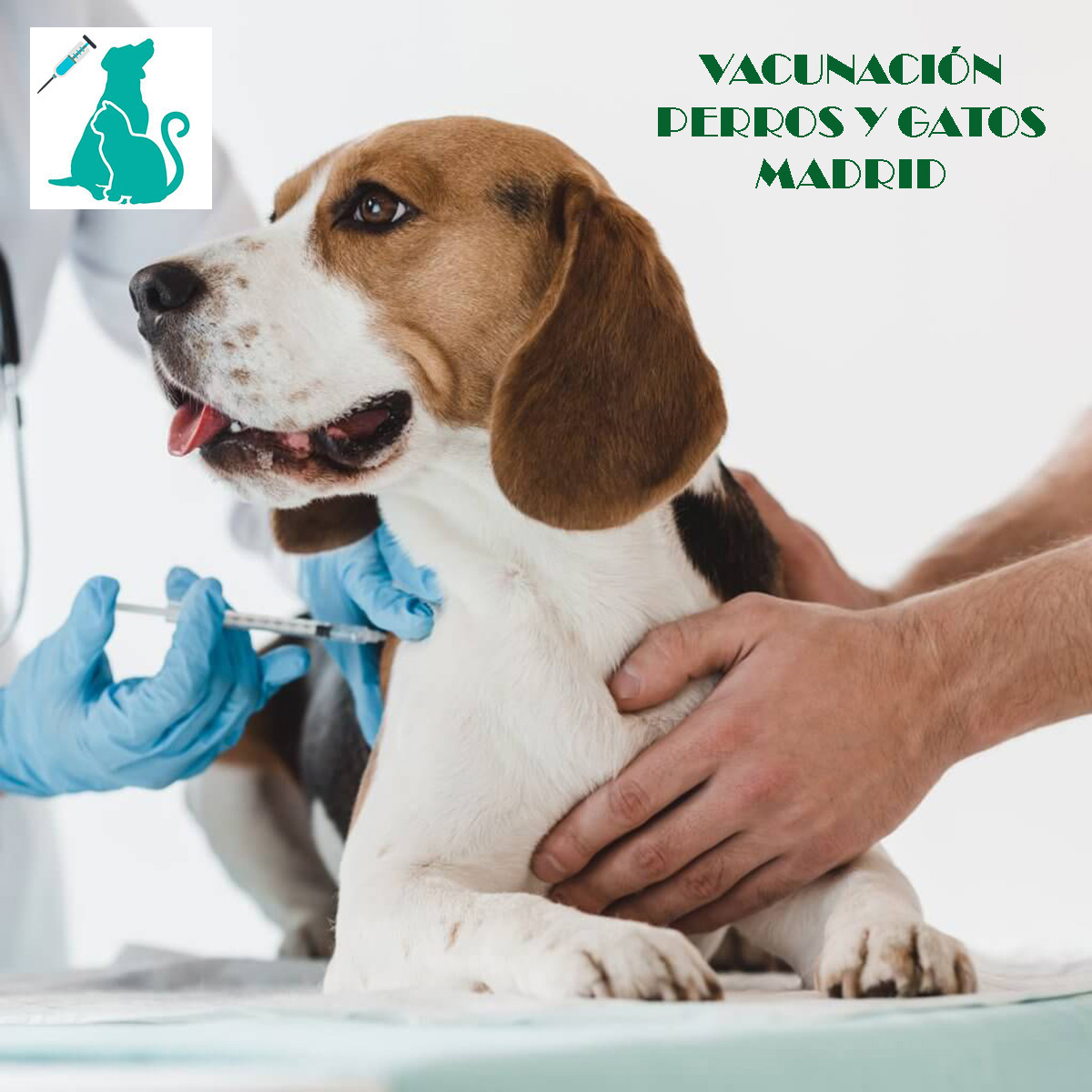 vacunacion a domicilio madrid perros y gatos rabia y pentavalente