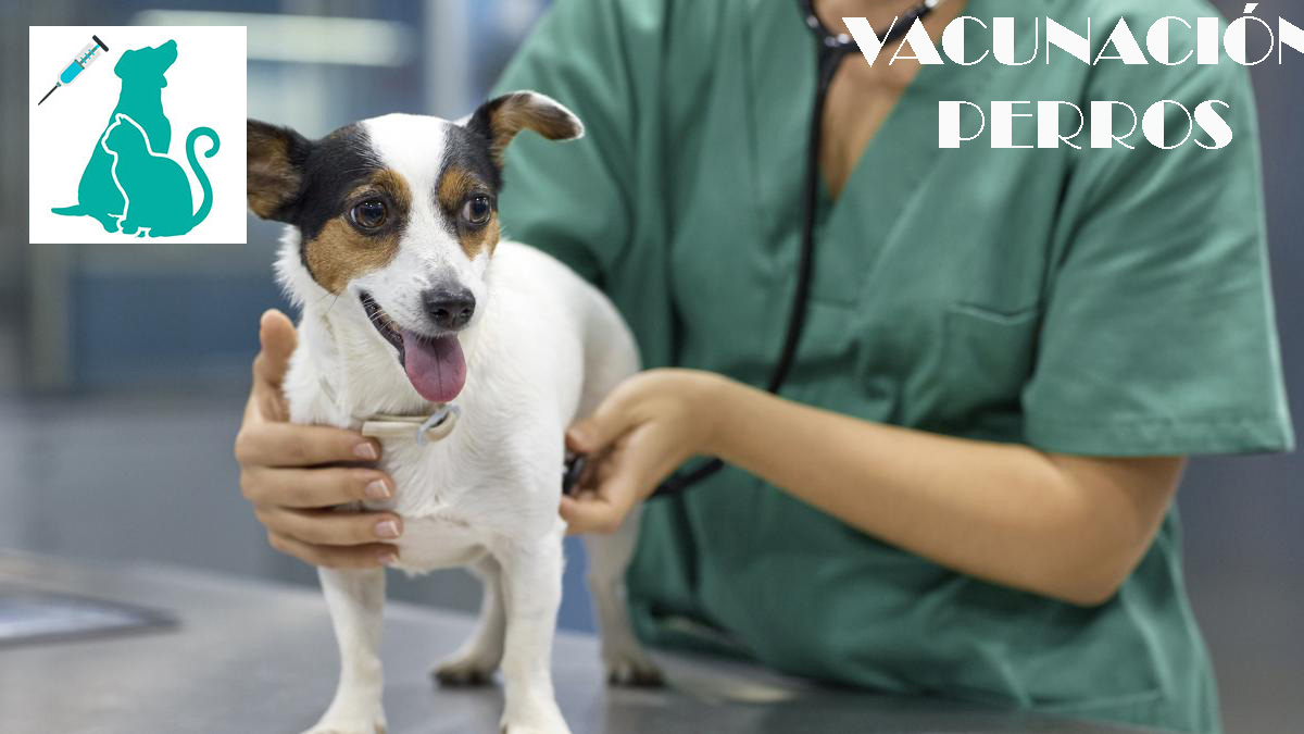 veterinario a domicilion vacunacion perros Madrid