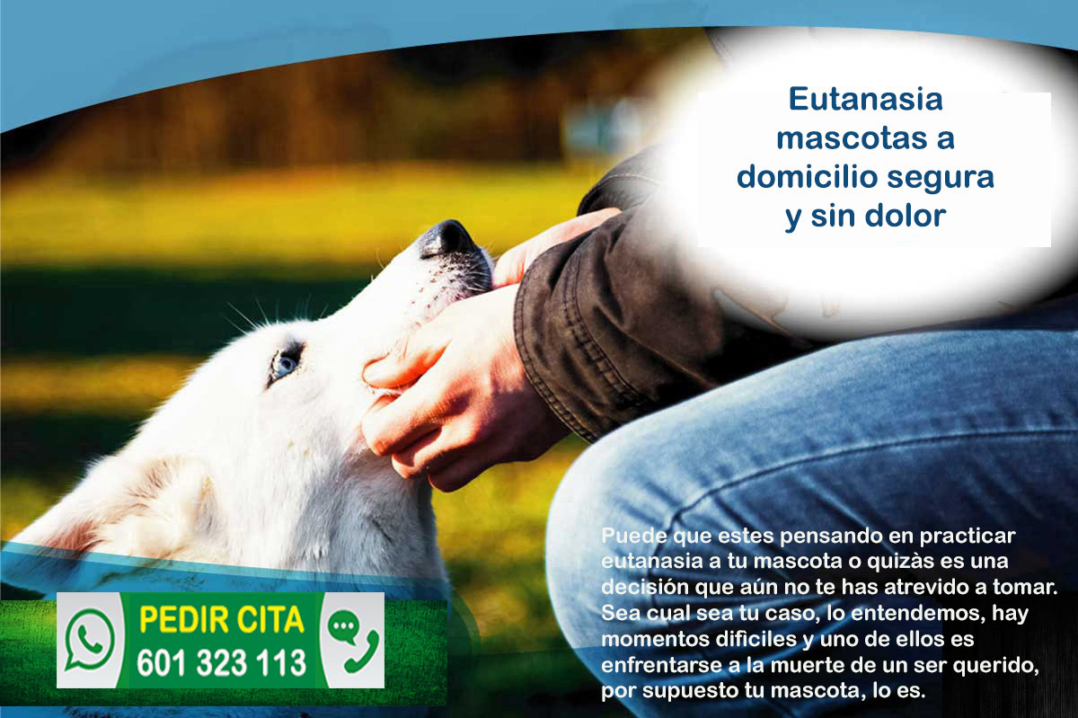 Veterinario a domicilio Madrid eutanasia perros