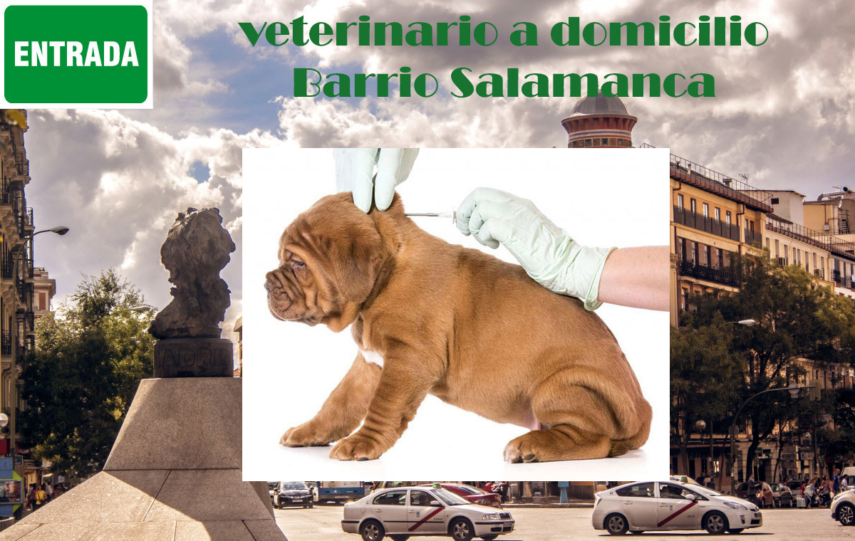 vacunacion veterinario a domicilio Barrio Salamanca Madrid