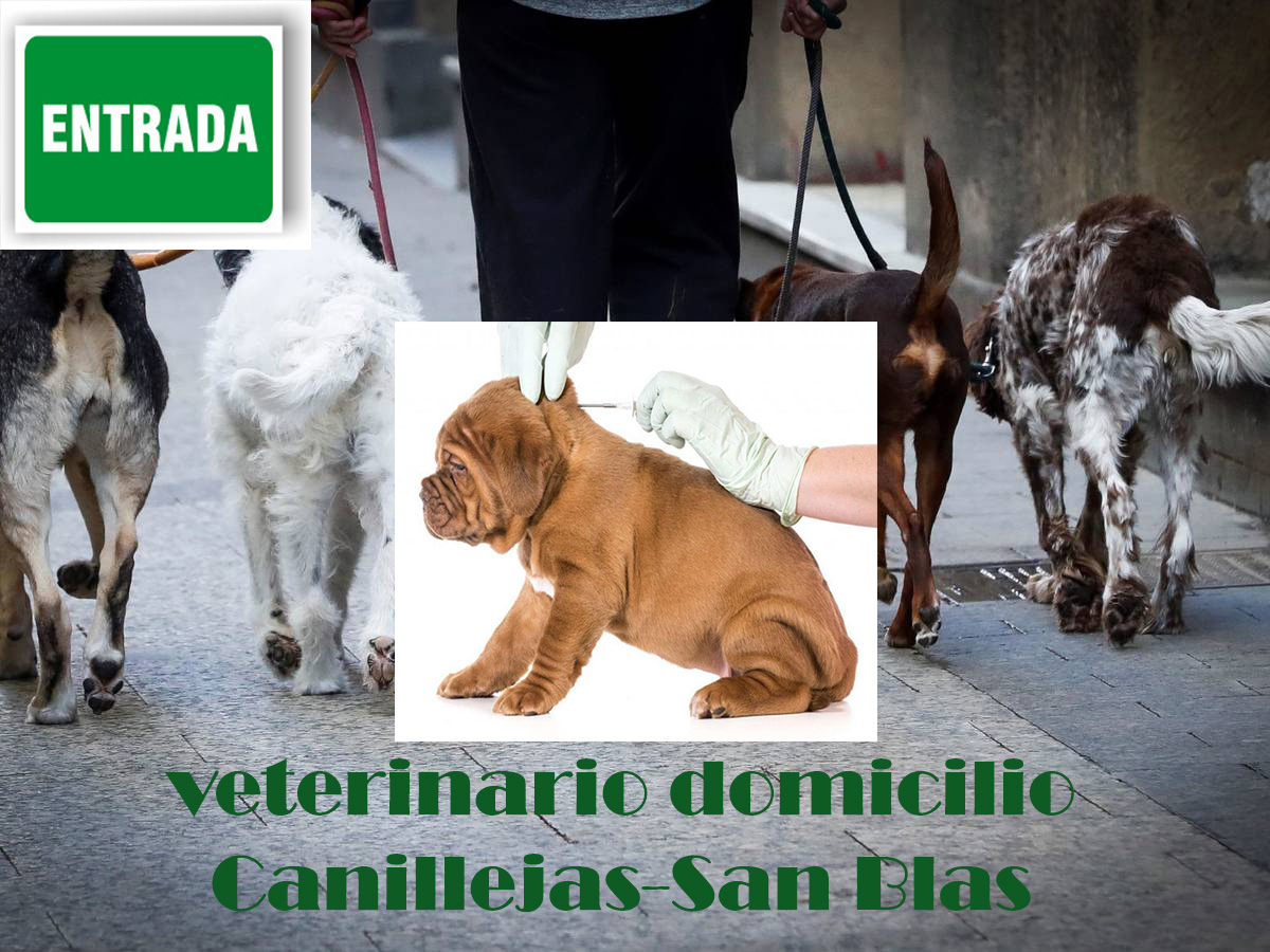 veterinario a domicilio Madrid distrito Canillejas-San Blas poner microchip