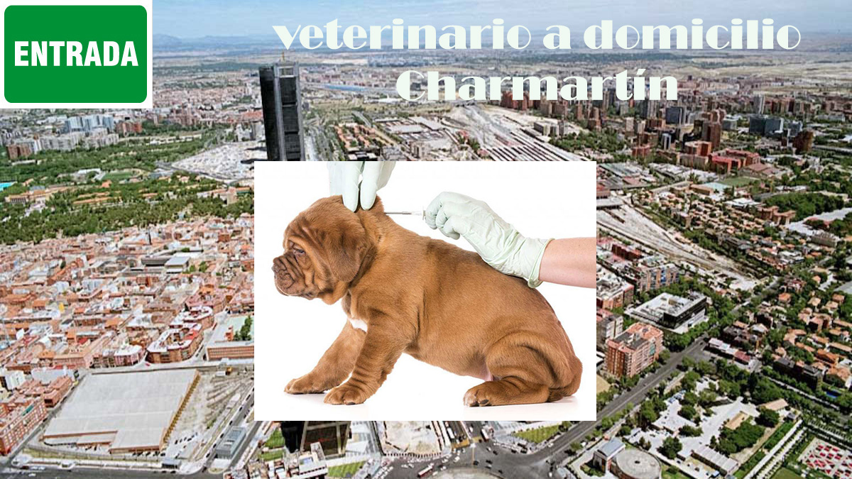 veterinario a domicilio Madrid distrito charmartin poner microchip mascotas