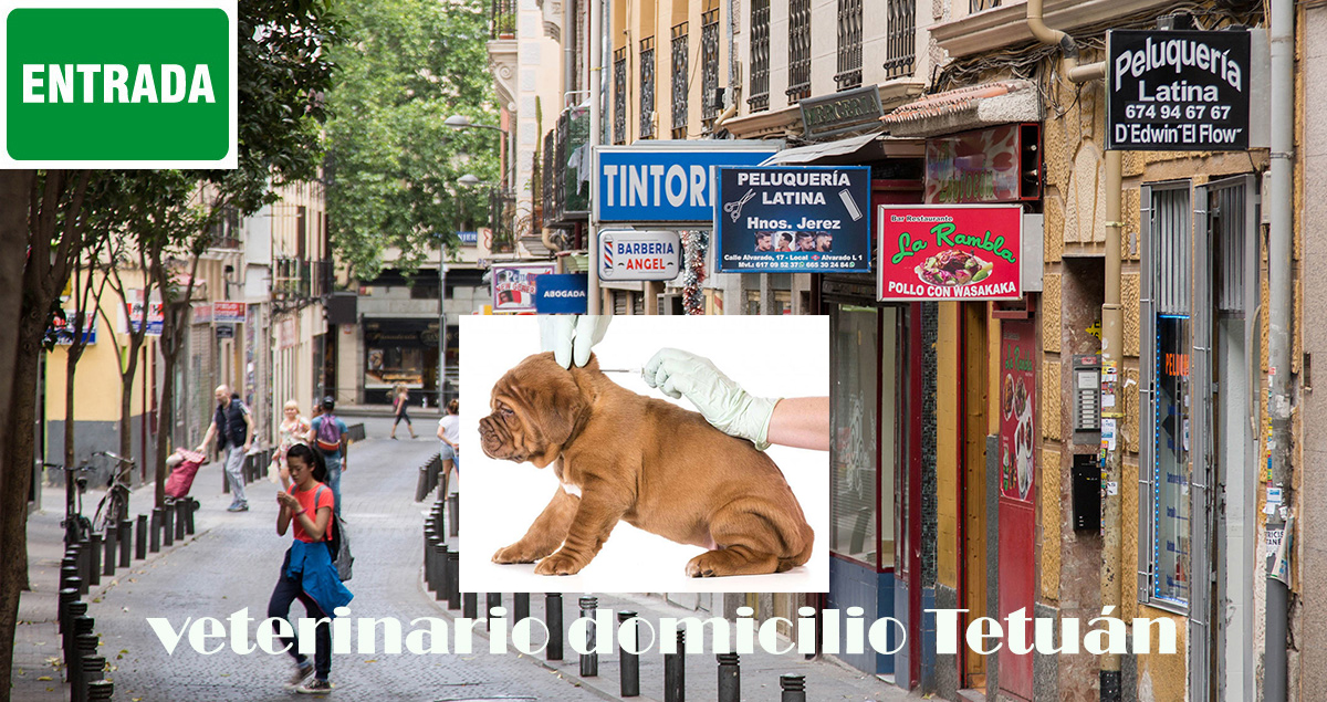 veterinario a domicilio poner microchip mascotas Madrid Tetuan