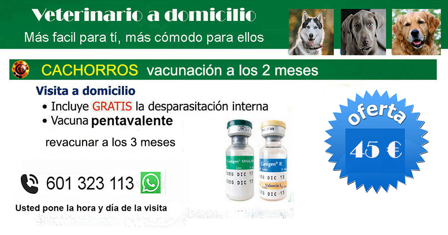 veterinario a domicilio vacunacion cachorros pentavalente