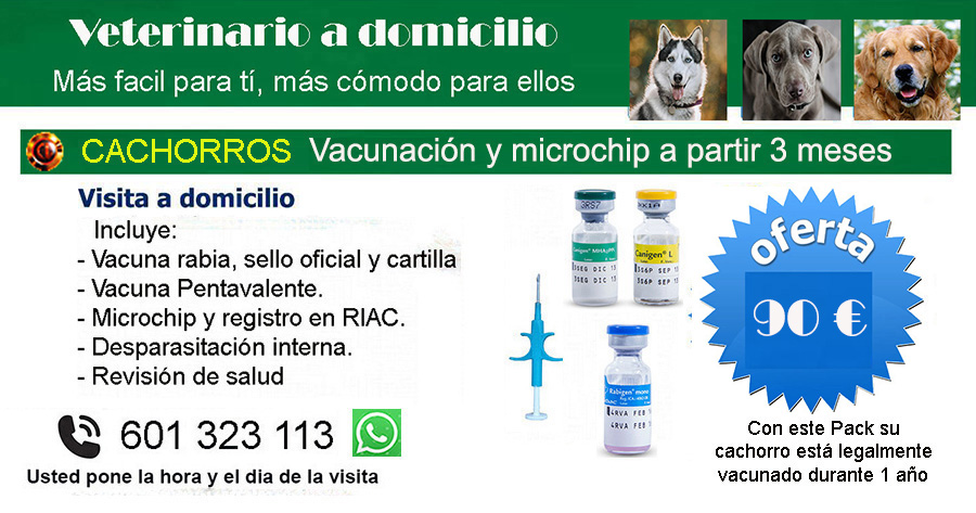 veterinario a domicilio vacunacion cachorros rabia, pentavalente y poner microchip Madrid
