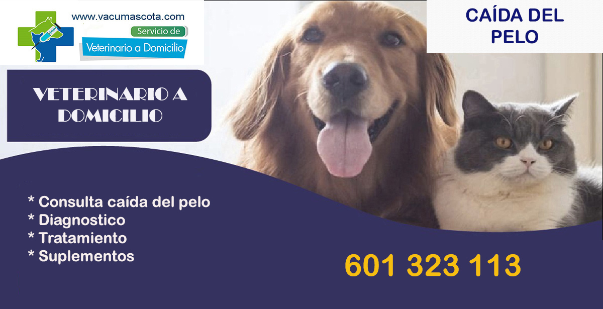 caida del pelo mascotas veterinario a domicilio Madrid