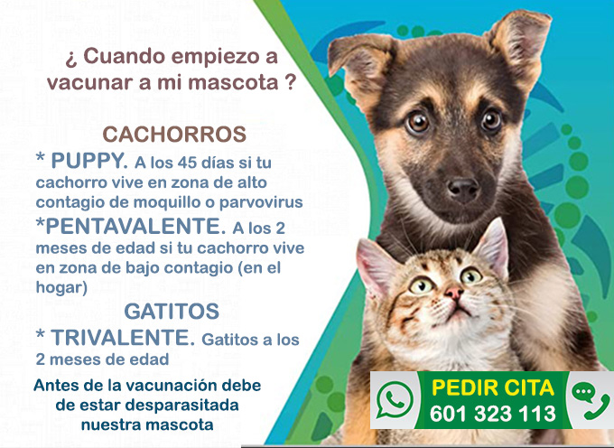veterinario a domicilio madrid vacunacion mascotas