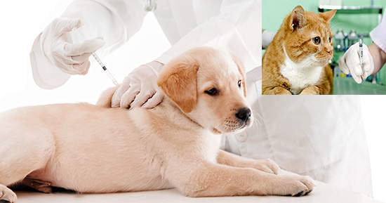 veterinario a domicilio vacunacion perros y gatos madrid